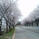 제 고향마을 벚꽃길 사진 몇 장입니다 이미지