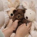 버디독 강아지분양 안심분양센터 서울 영등포점 이미지