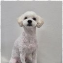 우리동네 펫샵 이미지