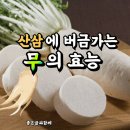 우리나라토종 무는 소화와해독에효과가뛰어나고 원기를높이는데도 산삼에버금간다. 이미지