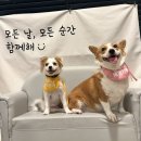 댕지트 | [화성/봉담] 수원 인근 애견카페 댕지트 찐 단골 후기