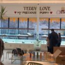 대구강아지분양 테디럽 이미지