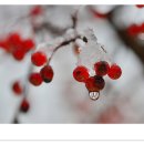 만두사랑 이미지