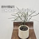 바우농장 | 망원 놀거리 식물 원데이클래스 움튼 (개업, 집들이 선물 추천)