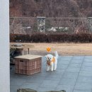 우다다애견 이미지