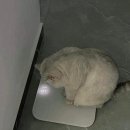 대일카냉동 | [完] 4박 5일 도쿄 여행(24년 4월 10~14일)