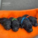 남양주켄넬 이미지