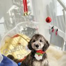 커들리 독 이미지