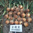 오래오