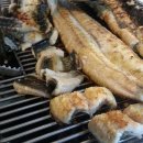 도림장어 이미지