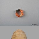 전남 예덕리고분군 전남일보