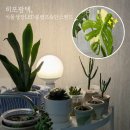 (주)제일팜텍 | 히포팜텍 식물LED 볼램프 단스탠드 감성 플렌테리어 식물등 후기