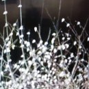 제주도 성산포의 제비꽃 / 불교의 일심사상 이미지