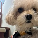 호수마트 | [광교] 광교호수공원 신상 젤라또 콜드마트 내돈내산 후기