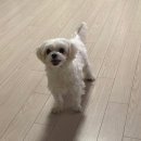 인천가축원 | [티어가드] 강아지 효과좋은 눈물약 | 티어가드 구매처와 금액 | 복용 1주 후기