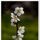 매화농장 이미지