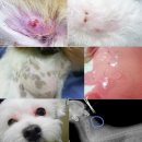 대상약품 이미지