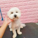 쉬리펫살롱 이미지