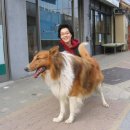 복슬강아지 이미지