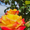 넝쿨장미집 이미지