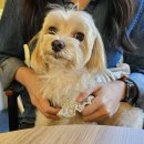 카페마임 | 파주 문산 임진각 근처 카페 마임하임 :: 반려견 동반 데이트 추천