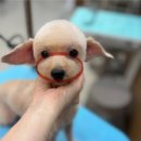 안양애견 이미지