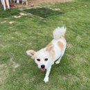 멍멍한상 이미지