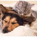 가야동물병원 이미지