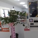 호주에서온스시울산 이미지