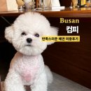 컴피 화명점 | 부산 북구 애견 미용 &#39;컴피 화명점&#39; 화명동 강아지 유치원 호텔 후기