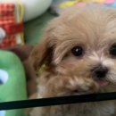 러빙펫(송도점) 이미지