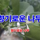 향기로운나무 - 부천시 원미구 수도로 194 | 향기로운나무