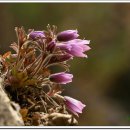 동강의 향기 이미지