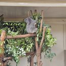 가볼만한 곳 Lone & Pine Koala Sancturary 론파인...구역, Mountain Cootha 마운틴쿠사 Botanic Garden...