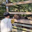 [제주/서귀포] 자동차 사랑하는 아이랑 함께라면 너무 좋은, 세계 자동차 박물관