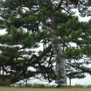 익산신작리곰솔 - 1317 | 익산신작리곰솔
