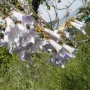 오동나무 발전소 이미지