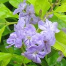 Golden dew drop 마편초과 Duranta erecta 171231sun 치앙마이 이미지