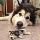 멍뭉 멍뭉 이미지