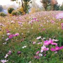 봄여름가을이야기 | 오전동 꽃길공원 봄.여름.가을 이야기