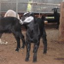 박종봉농장 이미지