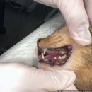 온천동물병원 | 고양이 침 흘림, 단순한 습관일까? 온천동물병원이 말하는 구내염 신호 5가지