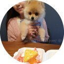 댕댕펫토리 네이버블로그
