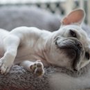 용동물병원 이미지