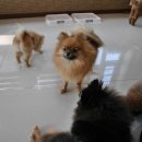 리얼허브애견카페 이미지