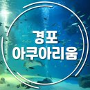 야생동물 멸종위기 친구들을 구해줘 | 강릉 실내 가볼만한곳 경포 아쿠아리움 상세후기