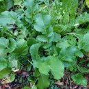 토종채소 가드닝 이미지