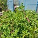 초일농장 이미지