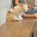 펌킨 펫하우스 서울숲 이미지