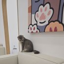 캣플 동탄점